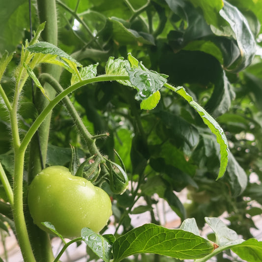 Apple Green Tomato (सेवा हरियो टमाटर)