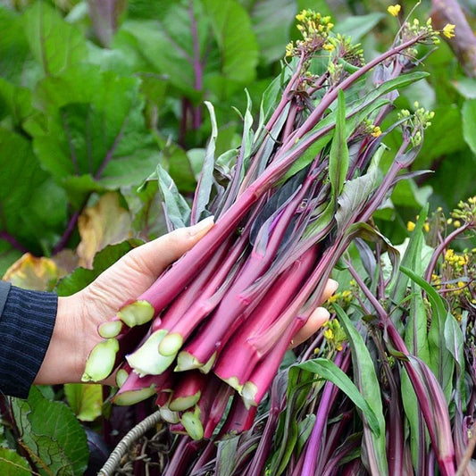 Red Choy Sum (रातो चोय सम)