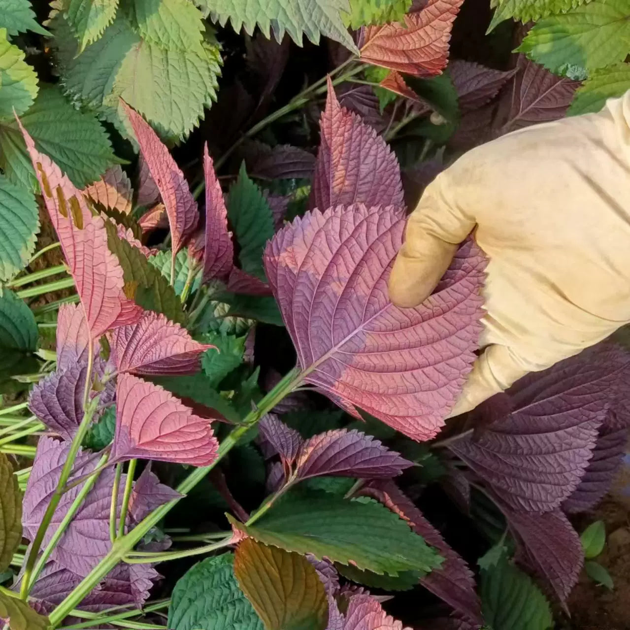 Perilla - Purple Shiso (पेरिला)