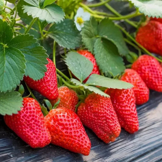 Everbearing Butter Strawberry (चारै मौसम बटर स्ट्रबेरी)