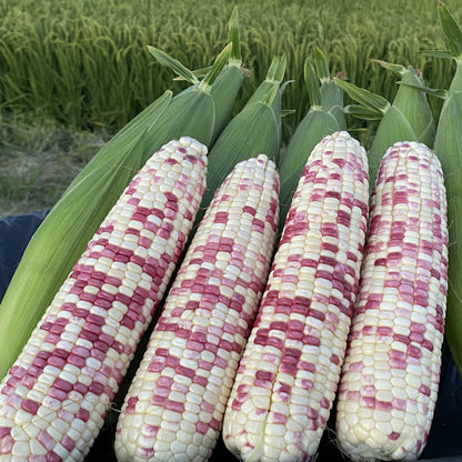 Purple & White Glutinous Corn (बैंगनी सेतो चिप्लो मक्का)