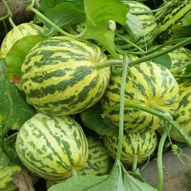 Bali Xiang Sweet Melon (बाली सुगन्धित गुलियो खरबुजा)