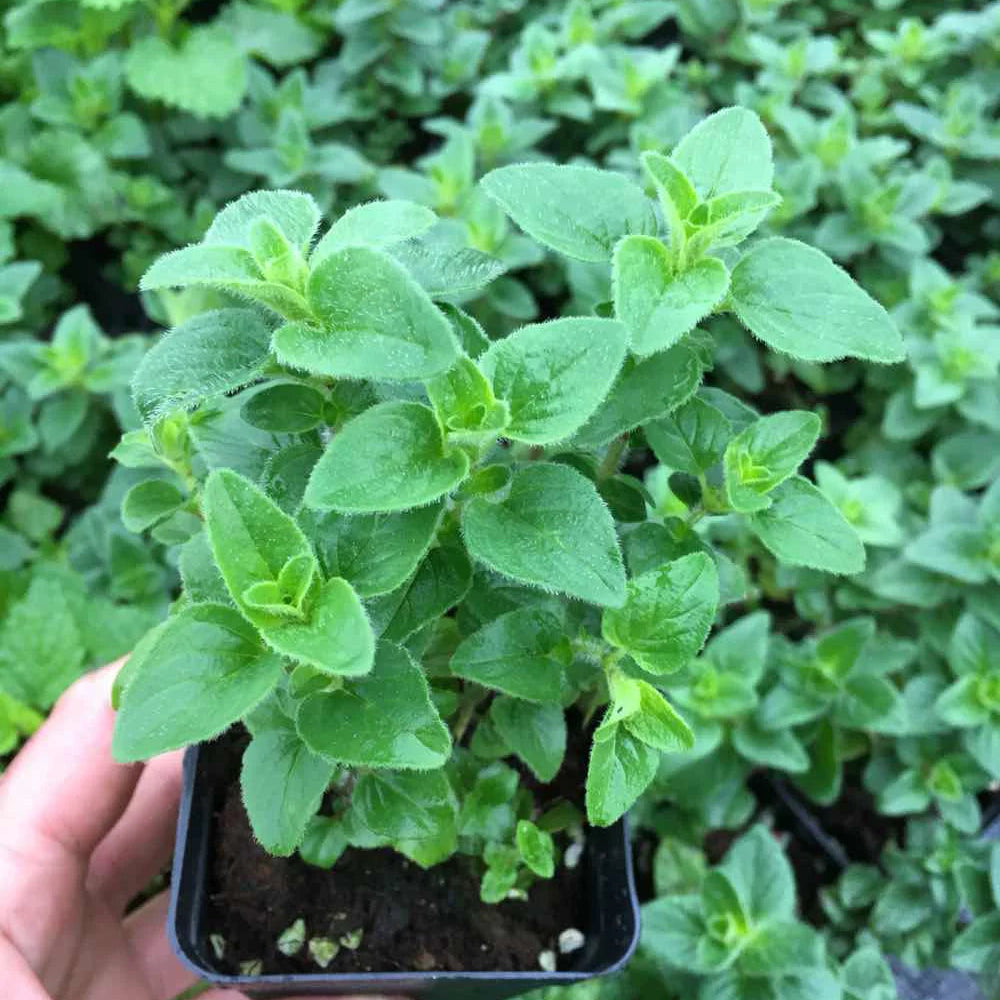 Oregano (ओरेगानो)