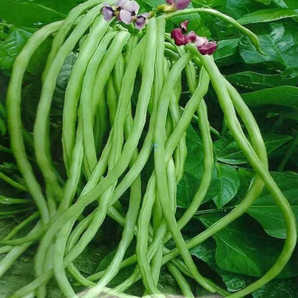 Yard Long Beans - Chinese Long Beans (लामो बोडी)