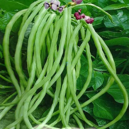 Yard Long Beans - Chinese Long Beans (लामो बोडी)
