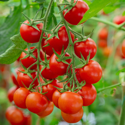 Tumbler Tomato Red (टम्बलर टमाटर रातो)