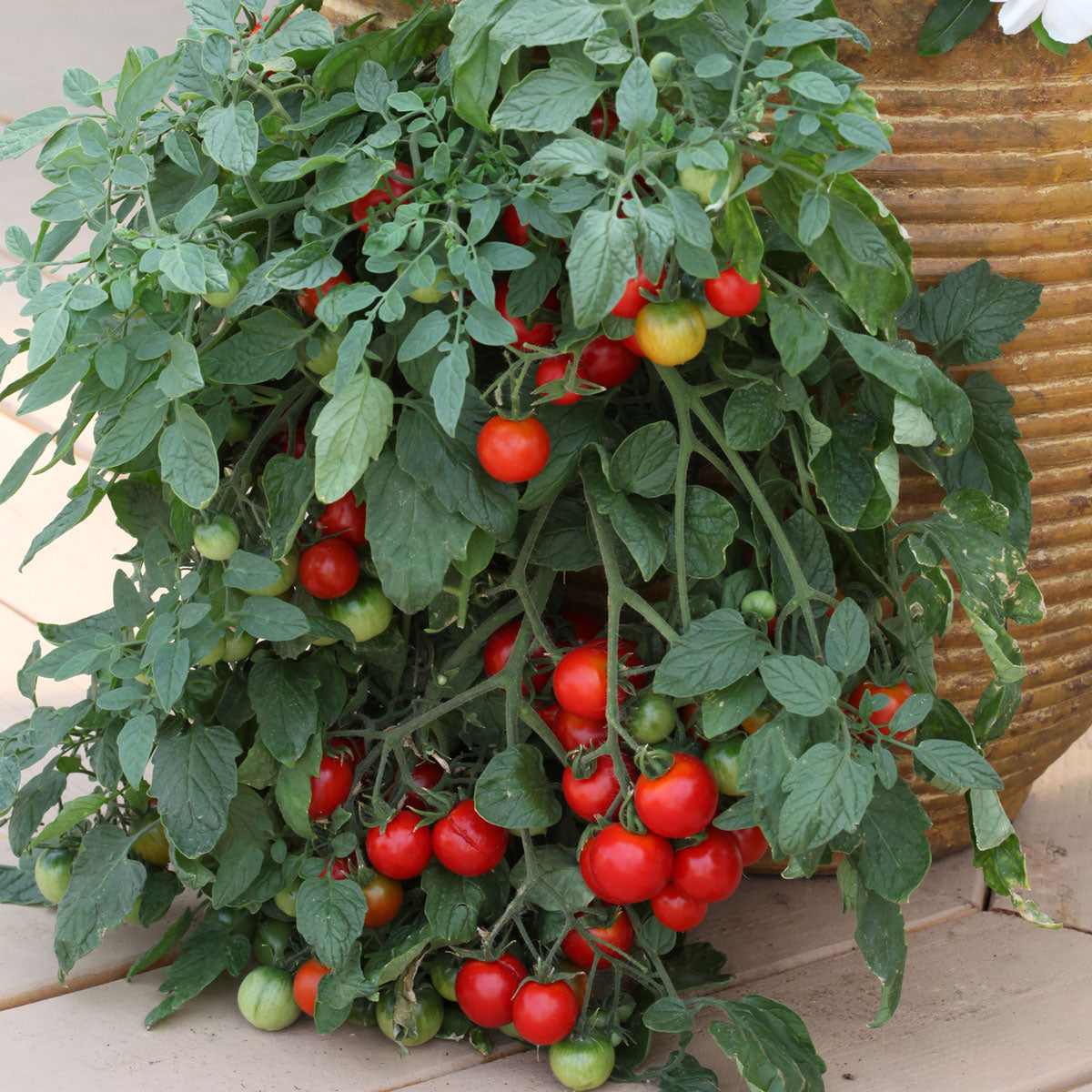 Tumbler Tomato Red (टम्बलर टमाटर रातो)
