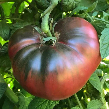 Vicente Large Purple Tomato (भिसेन्टे ठूलो बैजनी टमाटर)