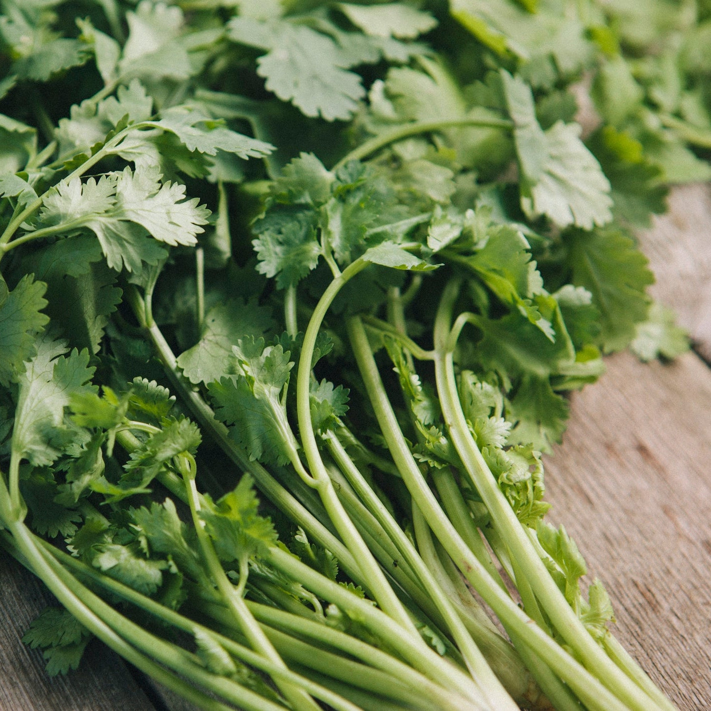 Chinese Celery (चिनियाँ सेलेरी)