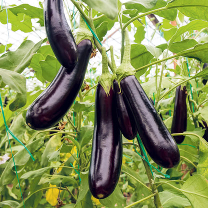 Black Glossy Long Eggplant (कालो लामो भंटा)