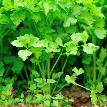 Coriander - Dhaniya (धनिया)