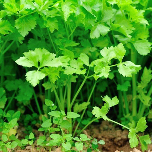 Coriander - Dhaniya (धनिया)
