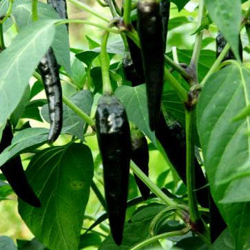 Black Chili Pepper (कालो खुर्सानी)