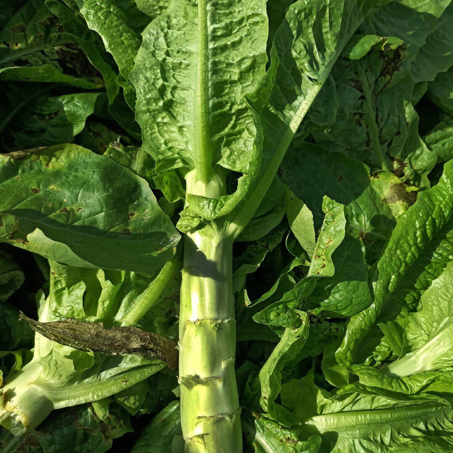 Green Celtuce (हरियो मोटो सलाद)