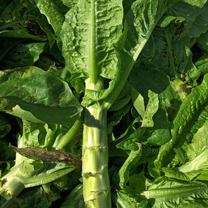 Green Celtuce (हरियो मोटो सलाद)