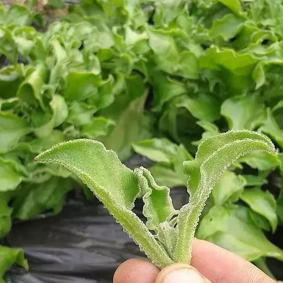 Crystal Ice Plant (क्रिस्टल आइस तरकारी)
