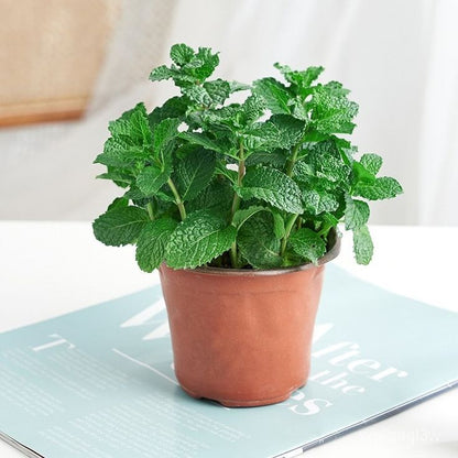 Lemon Mint (लेमन मिन्ट)