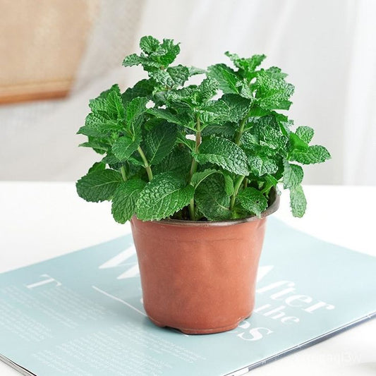 Lemon Mint (लेमन मिन्ट)