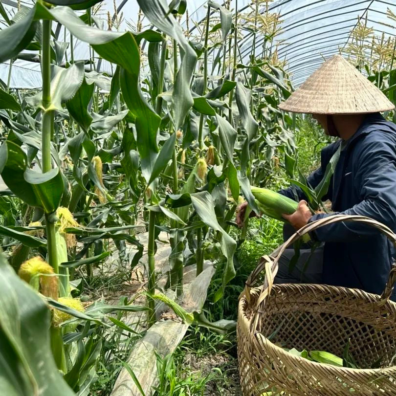 Gold & Silver Bicolor Sweet Corn (सुनचाँदी द्विरङ्गी मिठो मक्का)