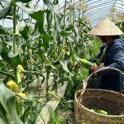 Gold & Silver Bicolor Sweet Corn (सुनचाँदी द्विरङ्गी मिठो मक्का)