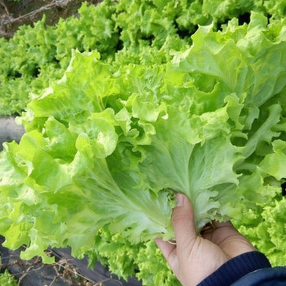 Fast-Growing Lettuce (द्रुत उम्रने साग)