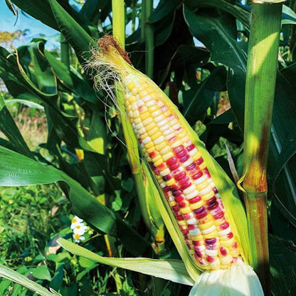 Rainbow Multicolor Glutinous Corn (इन्द्रेणी बहुरङ्गी चिप्लो मक्का)