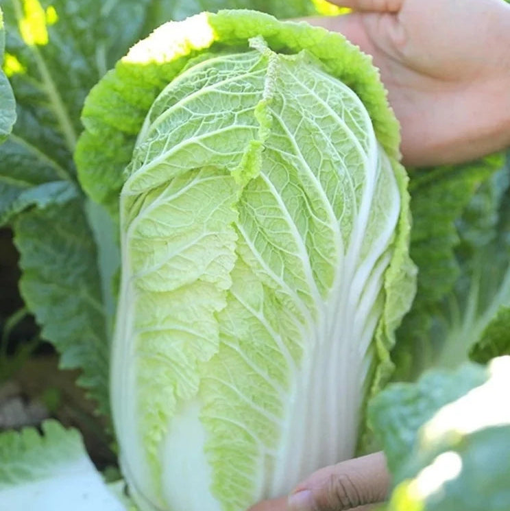 Napa Cabbage (बांदाकोबी)