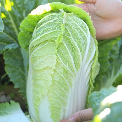 Napa Cabbage (बांदाकोबी)