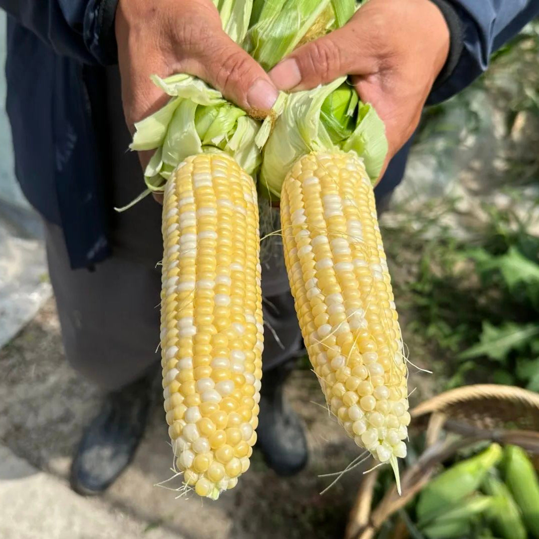 Gold & Silver Bicolor Sweet Corn (सुनचाँदी द्विरङ्गी मिठो मक्का)