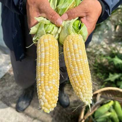 Gold & Silver Bicolor Sweet Corn (सुनचाँदी द्विरङ्गी मिठो मक्का)