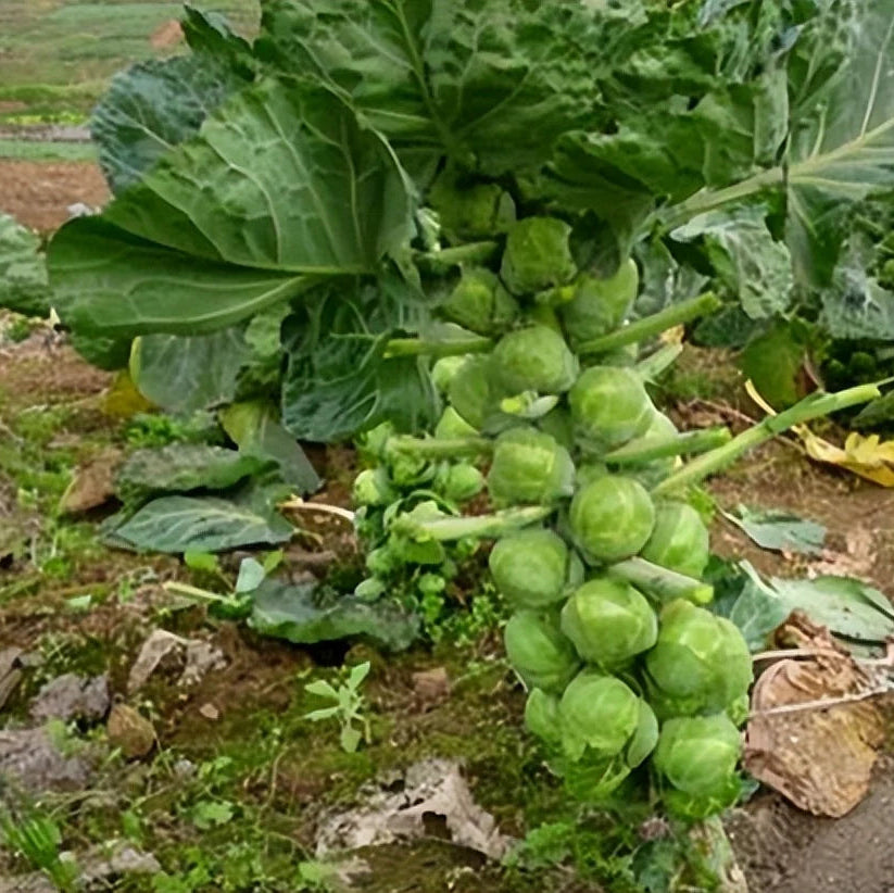 Brussels Sprouts (ब्रसेल्स कोबी)