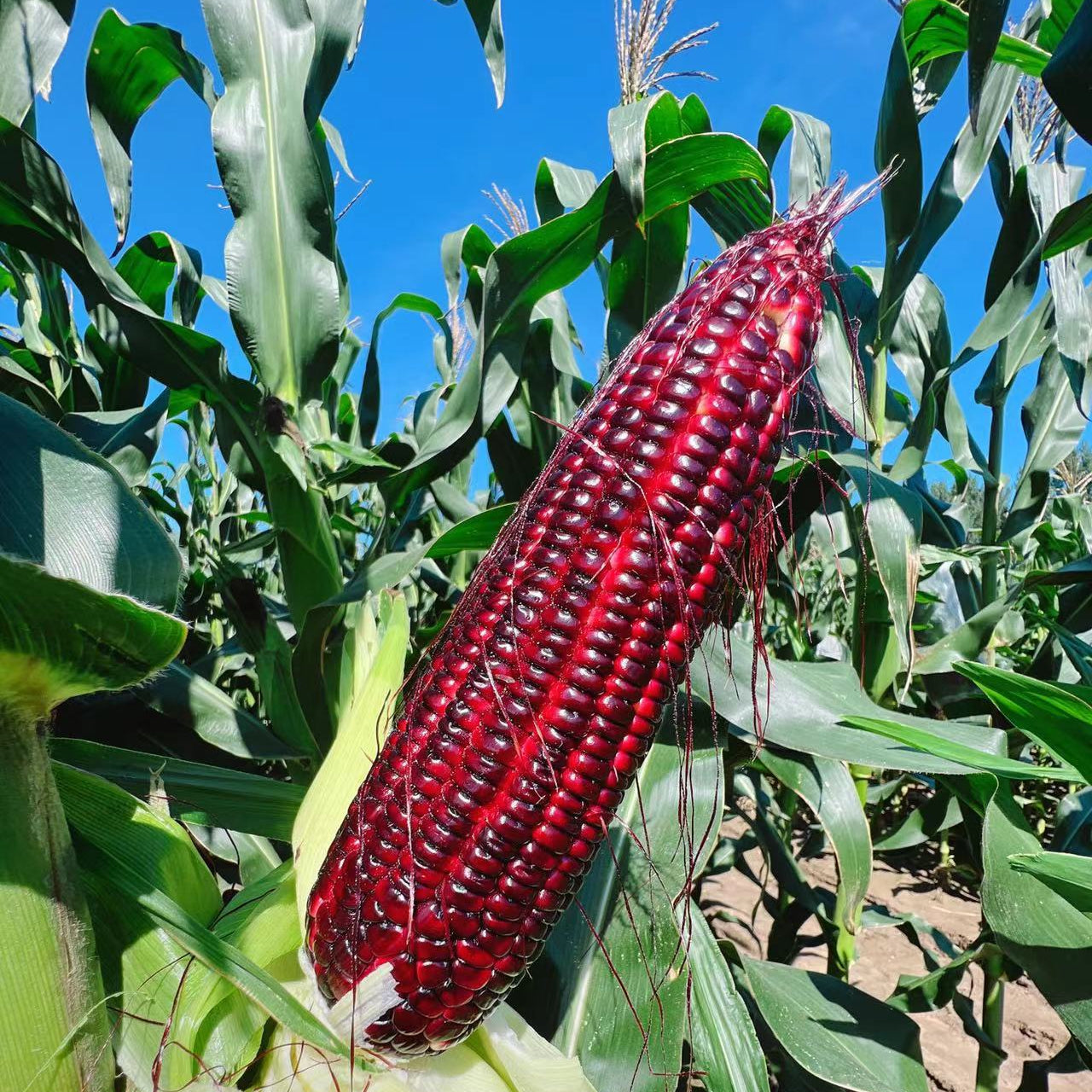 Purple Glutinous Corn (बैंगनी चिप्लो मक्का)