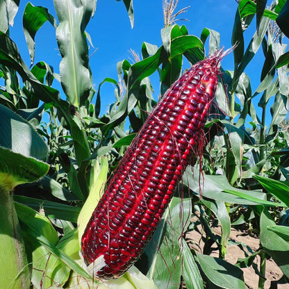 Purple Glutinous Corn (बैंगनी चिप्लो मक्का)