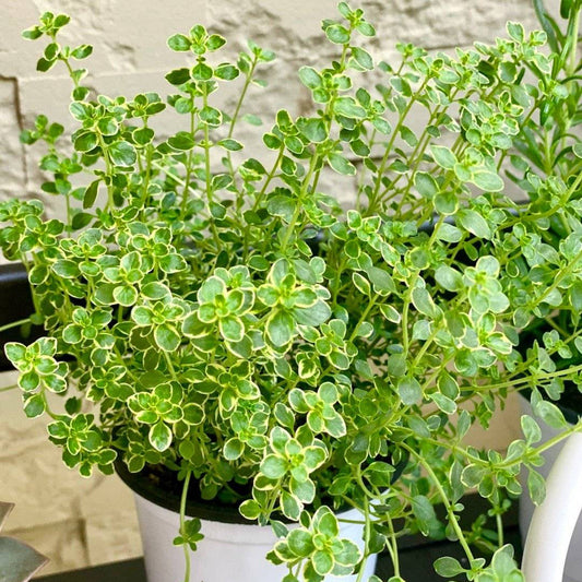 Thyme (थाइम)