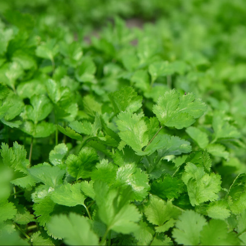 Coriander - Dhaniya (धनिया)