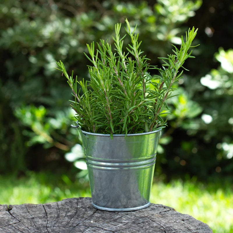 Rosemary (रोजमेरी)