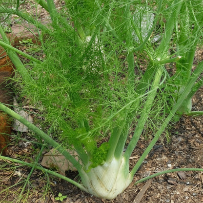 Fennel - Saunf (सौंफ)