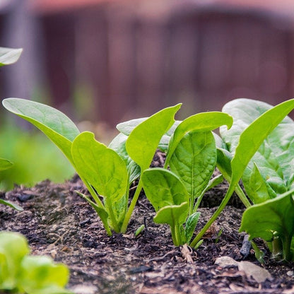 Spinach (पालक)