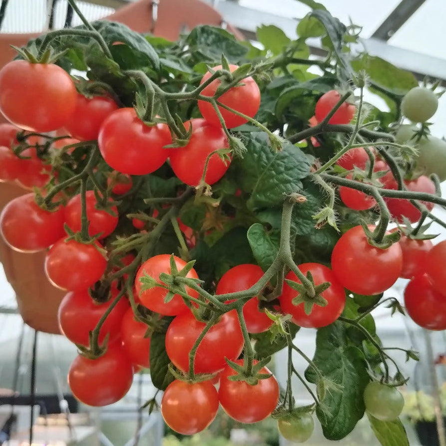 Tumbler Tomato Red (टम्बलर टमाटर रातो)
