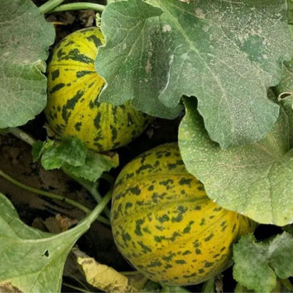 Bali Xiang Sweet Melon (बाली सुगन्धित गुलियो खरबुजा)