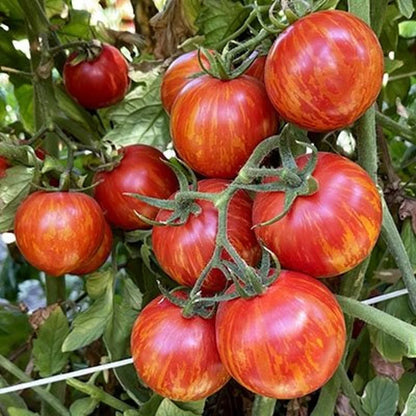 Tiger Stripe Tomato (टाइगर धारी टमाटर)