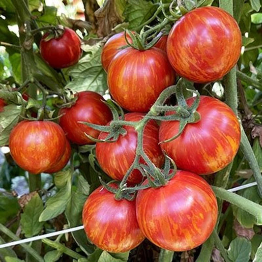 Tiger Stripe Tomato (टाइगर धारी टमाटर)