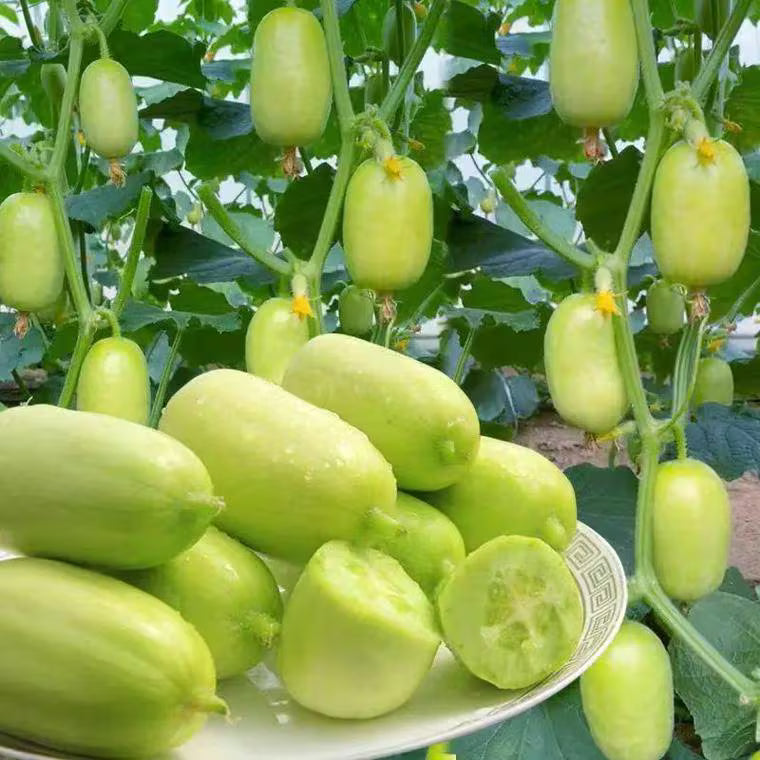 Jade Girl Cucumber (युवती काकड़ो)