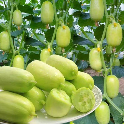 Jade Girl Cucumber (युवती काकड़ो)