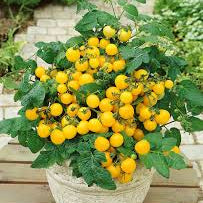Tumbler Tomato Yellow （टम्बलर टमाटर पहेंलो）