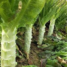 Green Celtuce (हरियो मोटो सलाद)