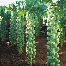 Brussels Sprouts (ब्रसेल्स कोबी)