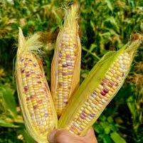Rainbow Multicolor Glutinous Corn (इन्द्रेणी बहुरङ्गी चिप्लो मक्का)