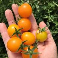 Tumbler Tomato Yellow （टम्बलर टमाटर पहेंलो）