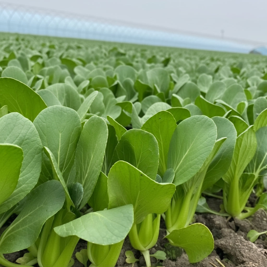 Suzhou Bok Choy - Chinese Saag - Pak Choi (चाइनिज साग)